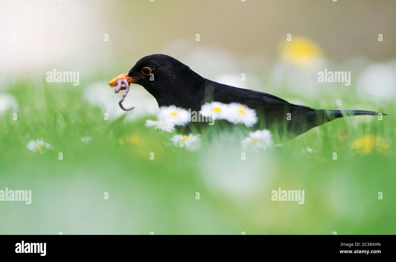 Male of Common Blackbird in daisies in environment. His Latin name is Turdus merula Stock Photo