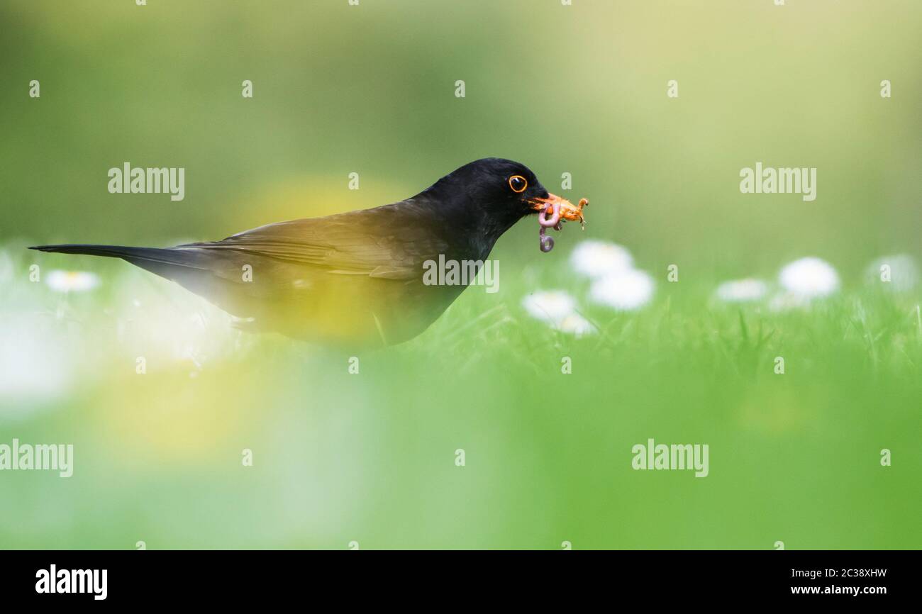 Male of Common Blackbird in daisies in environment. His Latin name is Turdus merula Stock Photo