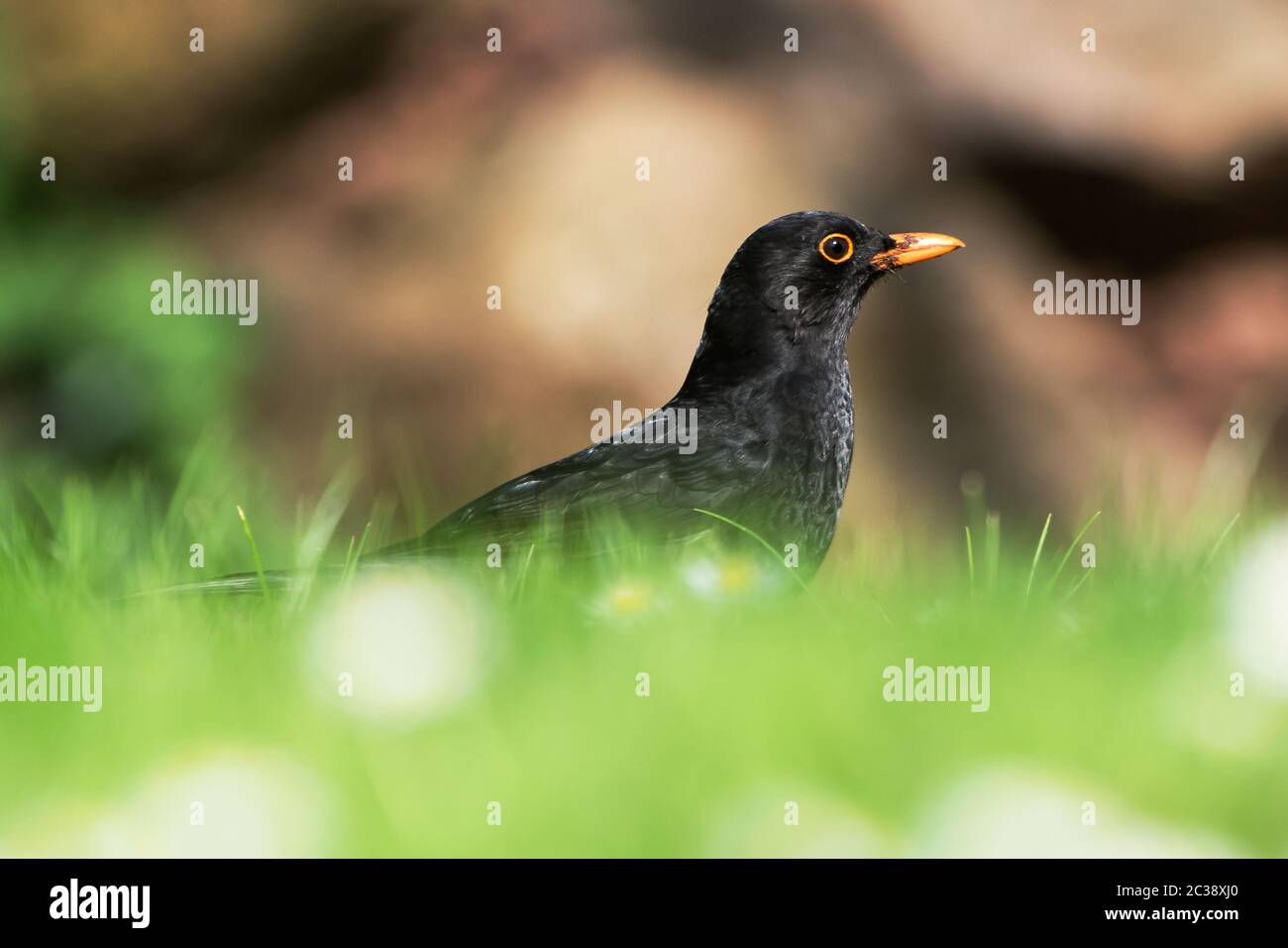 Male of Common Blackbird in daisies in environment. His Latin name is Turdus merula Stock Photo