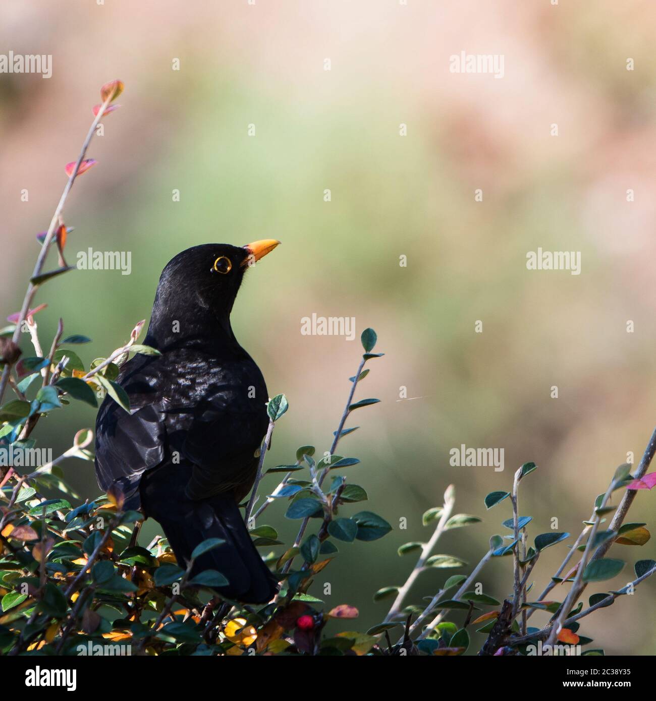 Male of Common Blackbird in environment. His Latin name is Turdus merula Stock Photo