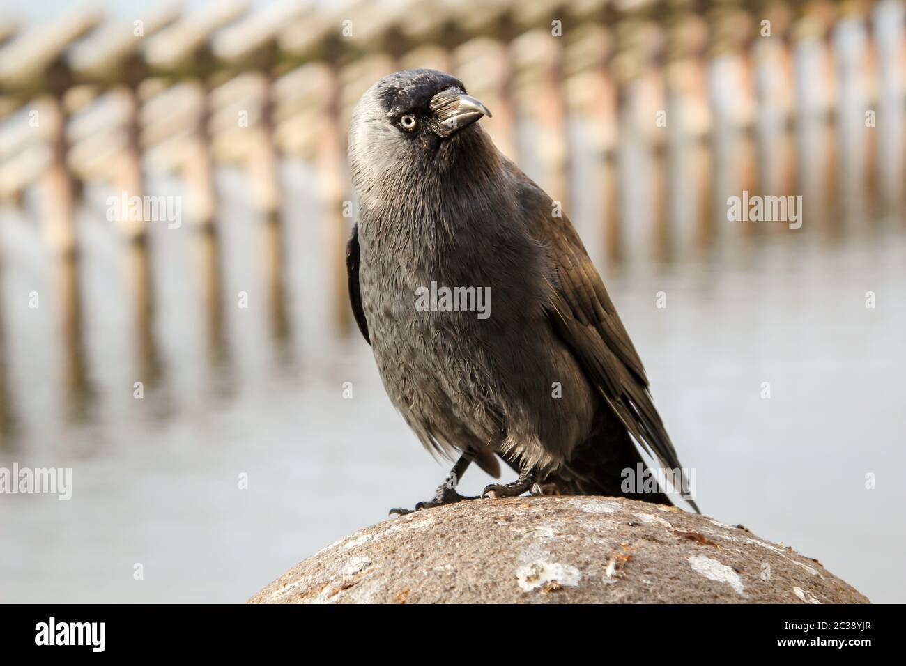 Portrait of a jackdaw, the jackdaw is a songbird species and belongs to the ravens Stock Photo