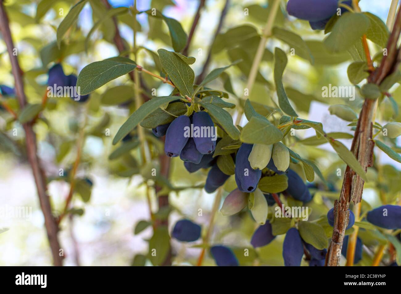 Haskap berries growing in a garden. Natural healthy eating idea Stock