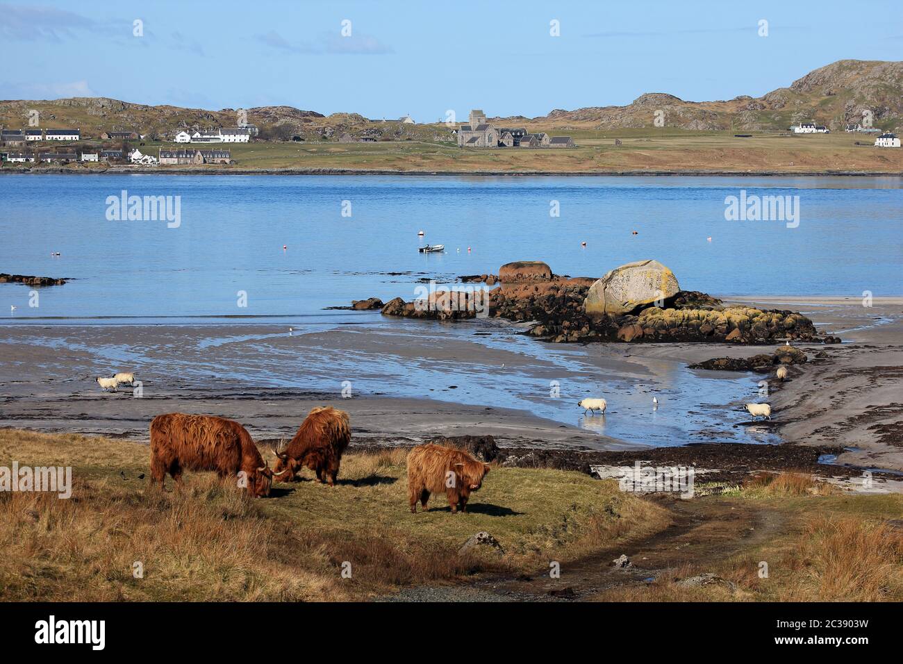 Highland cows near Fionnphort beach on the Isle of Mull with Iona Abbey ...