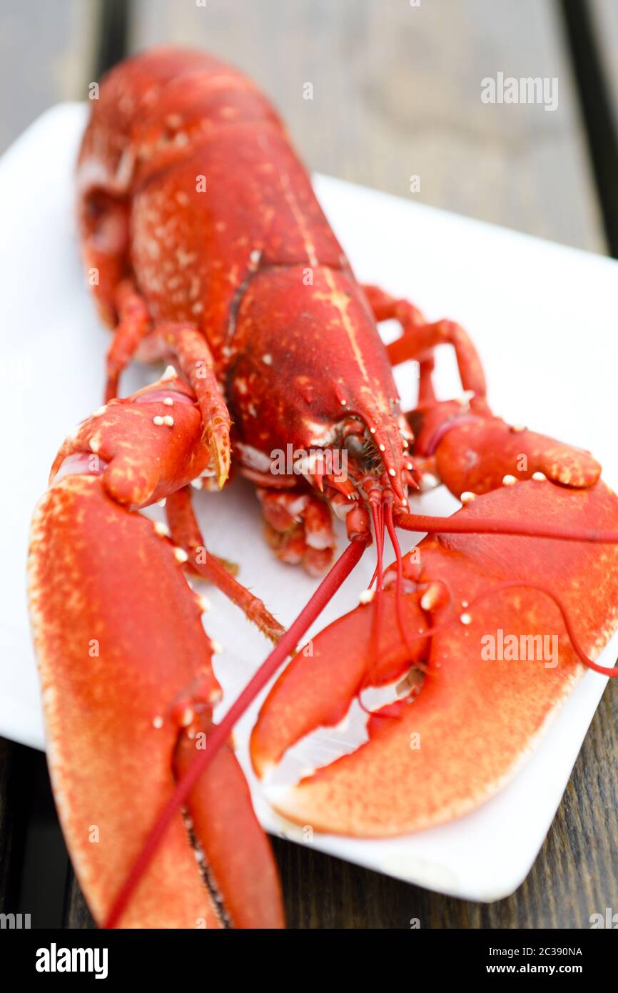 Cooked Scottish Lobster on a white plate Stock Photo