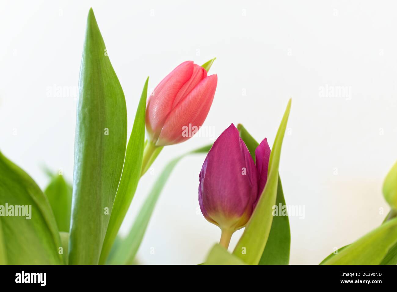 Two tulips against white background Stock Photo