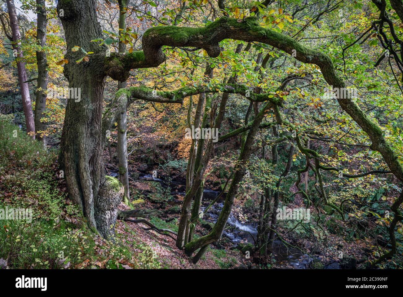 Autumn colours in Padley Gorge, Peak District National Park, Derbyshire Stock Photo