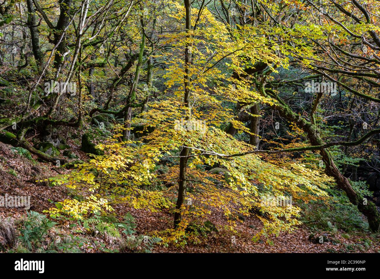 Autumn colours in Padley Gorge, Peak District National Park, Derbyshire Stock Photo