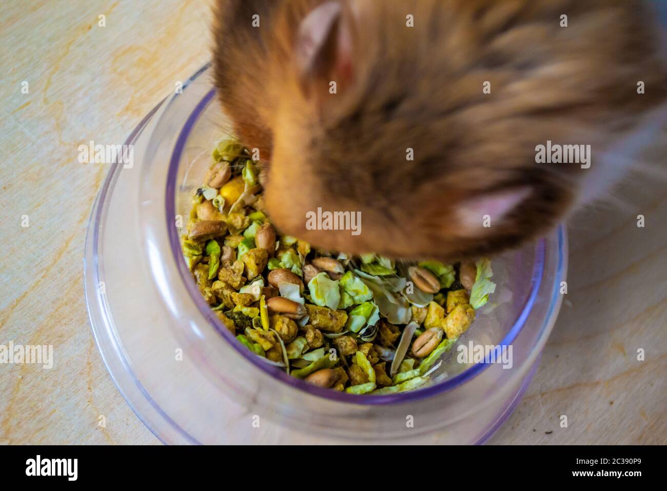 Syrian hamster eating from food bowl Stock Photo Alamy