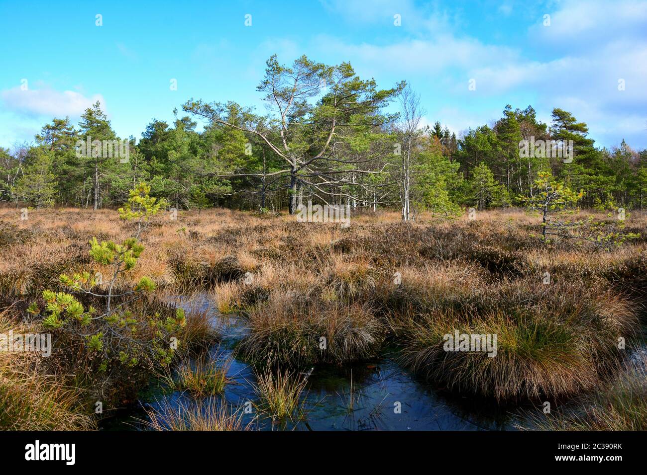 Black moor in the Rhön, Bavaria, Germany, in the autumn with Moor eyes, tres and blue sky Stock Photo