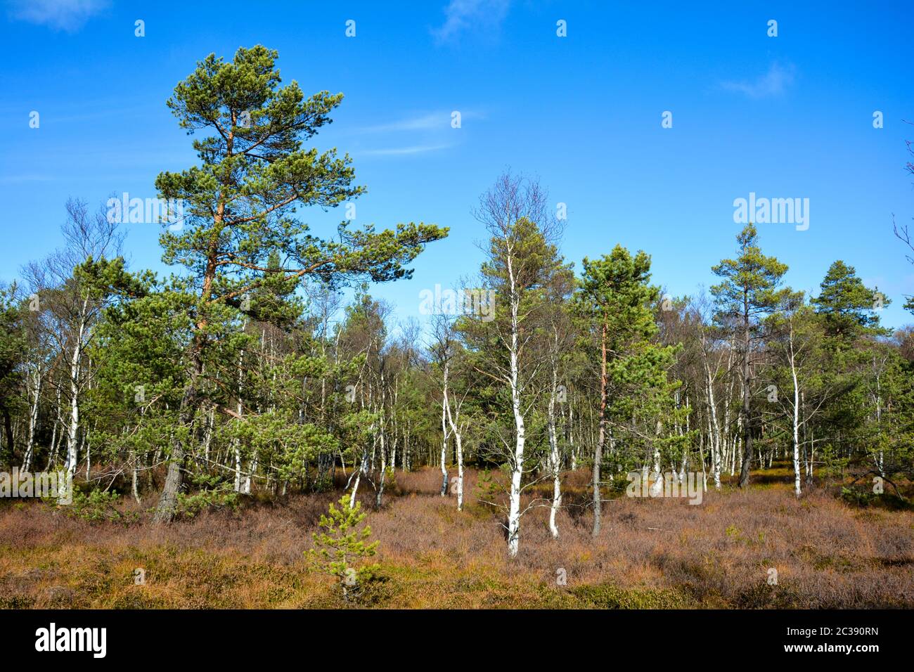 Birch in the black moor in the Rhön, Bavaria, Germany, in the autumn with blue sky and copy space Stock Photo