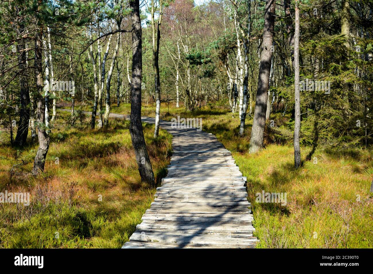Wood path through the black bog moor in the Rhön, Bavaria, Germany, in autumn, in sunlight Stock Photo
