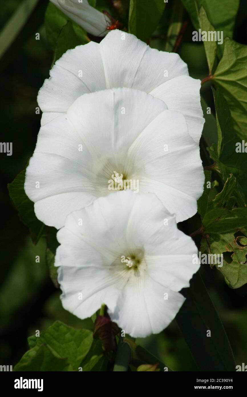Three flowers of a white field bindweed (Convolvulus arvensis) Stock Photo