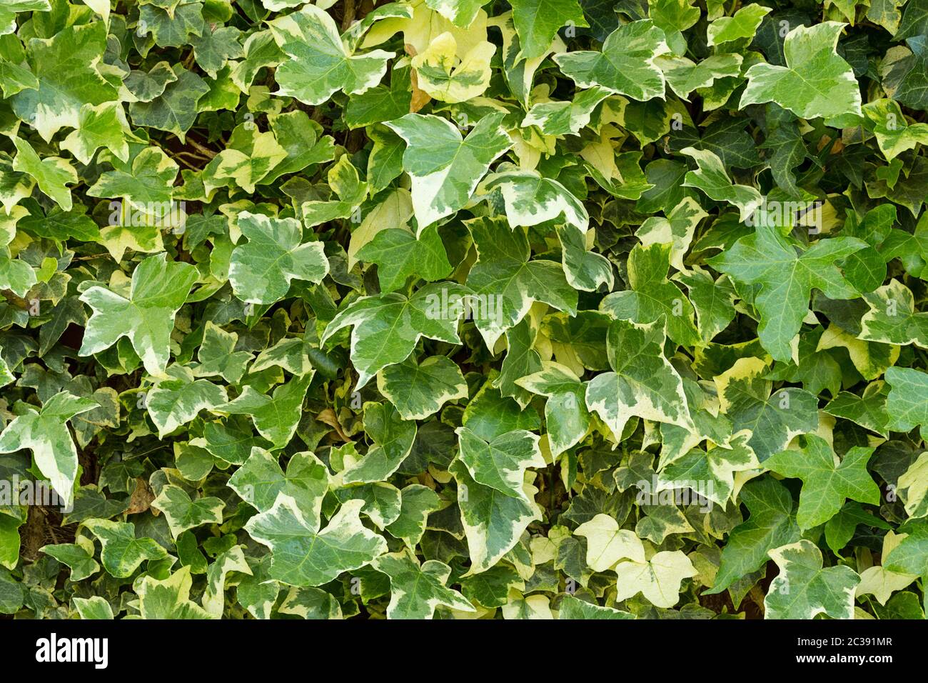 Ivy covered fence, Hedera helix, three to five lobes on none flowering stem leaves in variegated form of dark and pale green, forms climbing roots. Stock Photo
