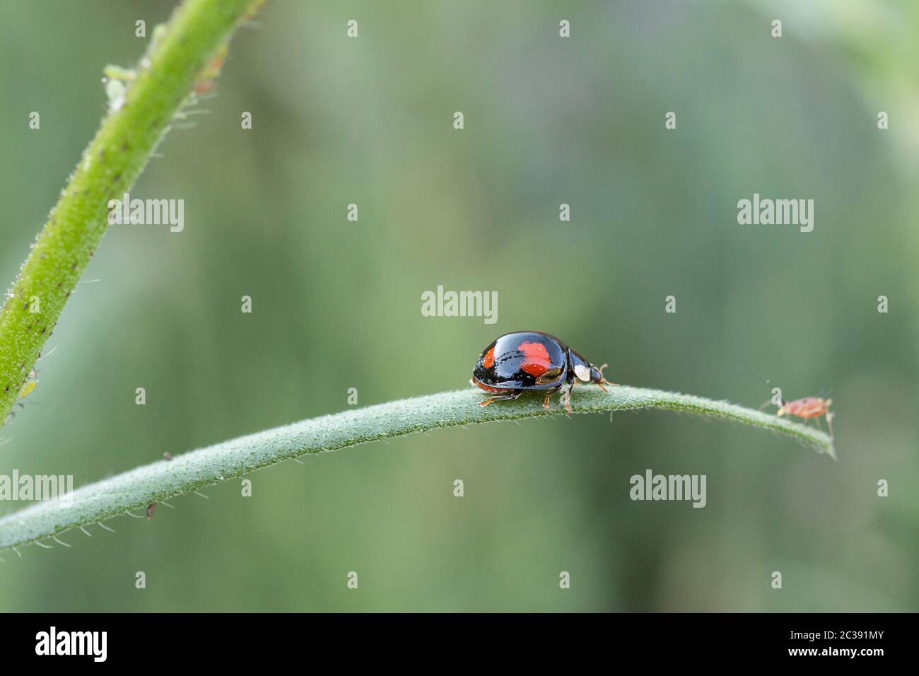 Ladybird shiny black body with four red spots on wing cases and a white marking each side behind the head. Small beetle that feeds on aphids in summer Stock Photo