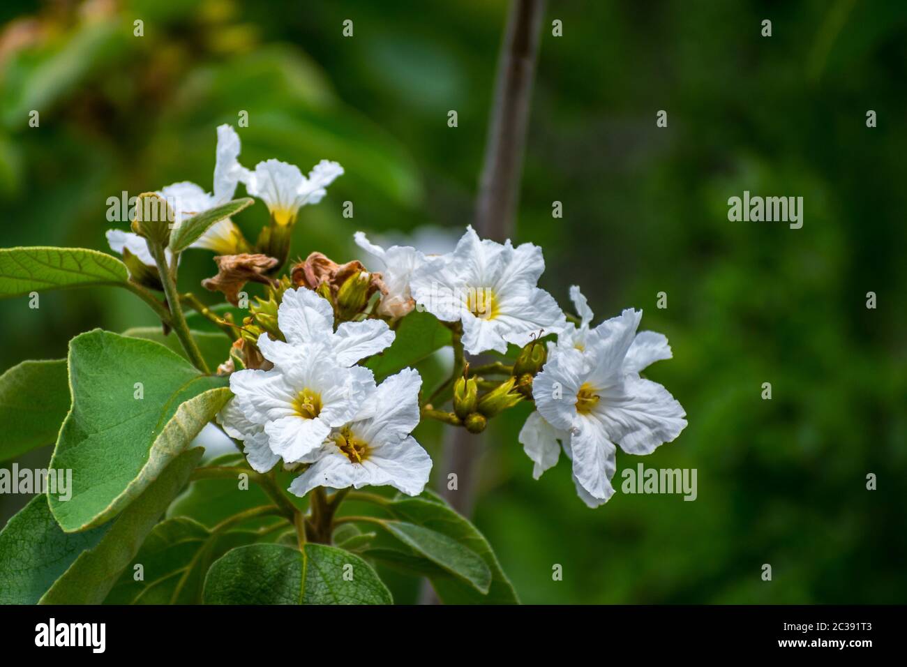 White wildflowers in Rio Grande Valley State Park, Texas Stock Photo