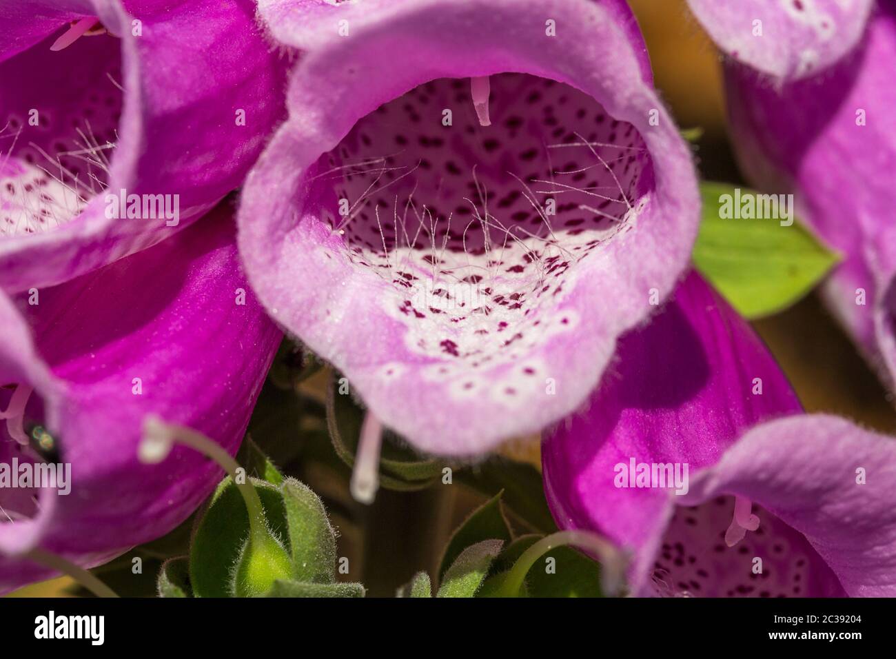 Foxglove closeup Digitalis purpurea purple petal tube made of five lobes with large lobe at the bottom of the flower. Spotty pattern inside with hairs Stock Photo