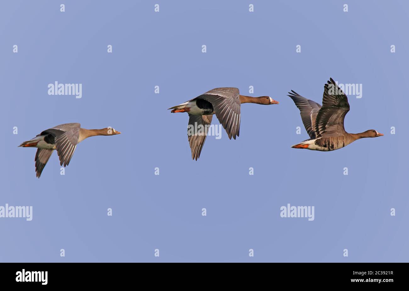 Three flying blowge geese Anser albifrons Stock Photo
