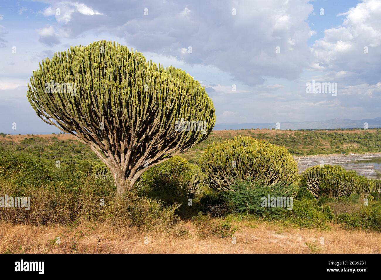 The Euphorbia or Candelabra Tree resembles a cactus but East Africa has