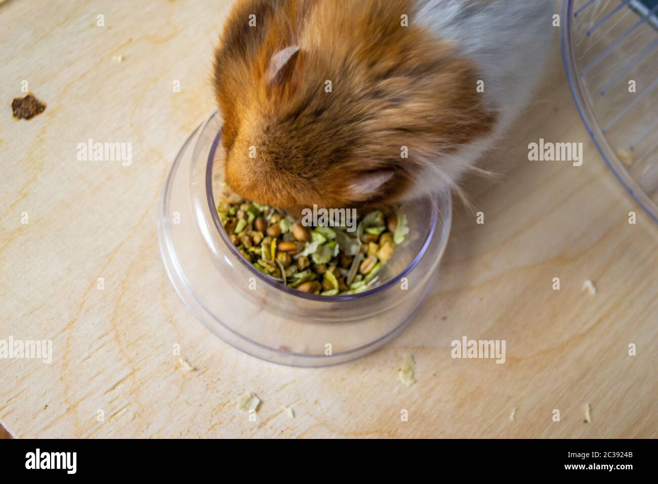 Syrian hamster eating from food bowl Stock Photo Alamy