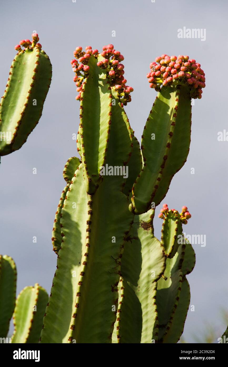 The Euphorbia or Candelabra Tree resembles a cactus but East Africa has