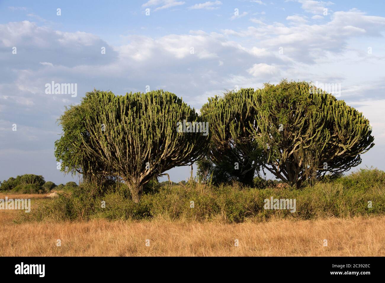The grasslands of Queen Elizabeth National Park are dotted with large Euphorbia trees that are able to take advantage of the hot dry climate Stock Photo