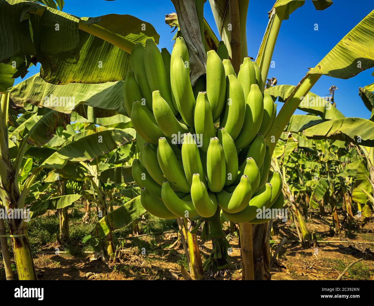 Banana trunk hires stock photography and images Alamy