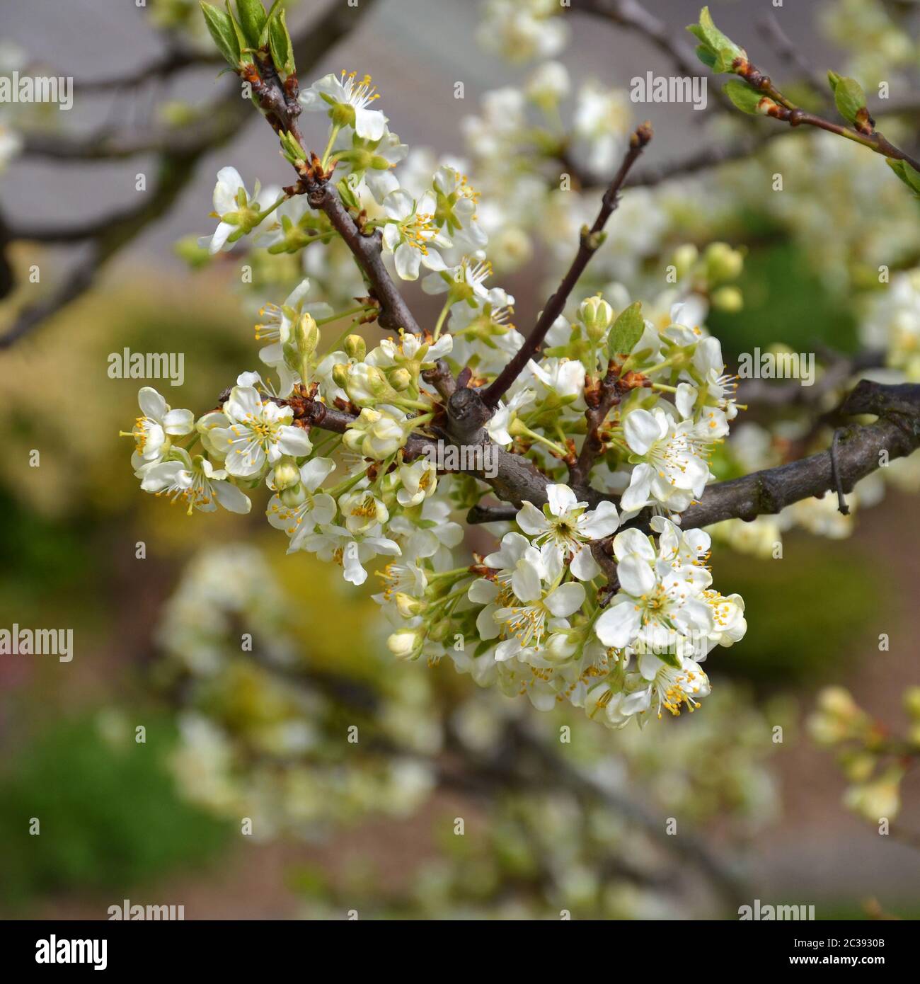 Blooming Plum Tree In The Garden Stock Photo   Alamy