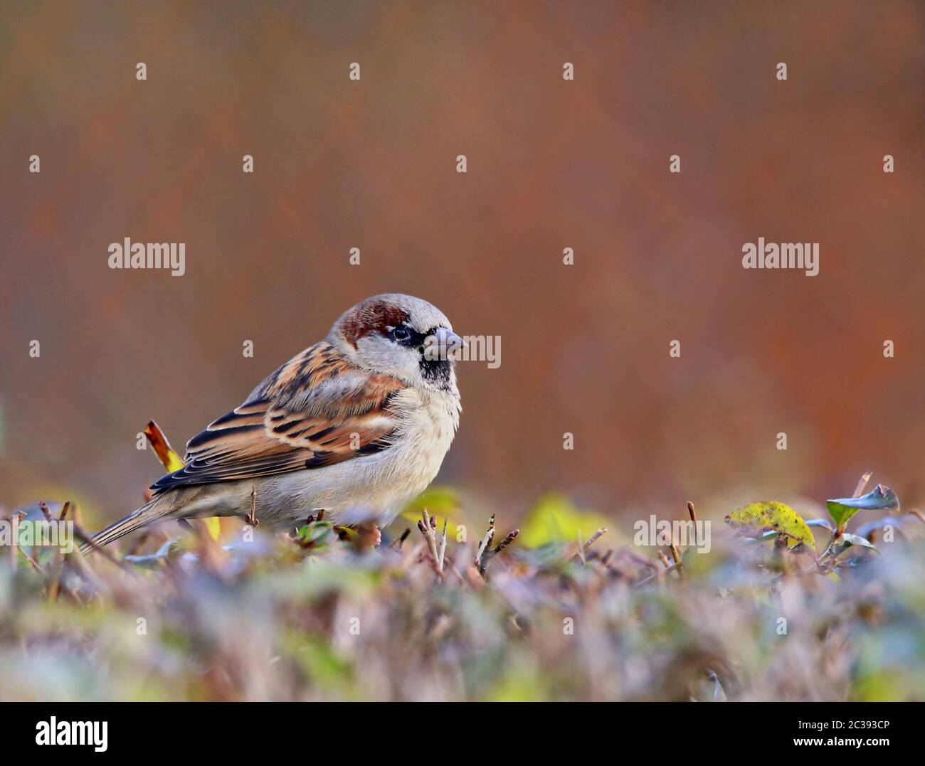 Male house sparrow passer domesticus squats on hedge Stock Photo
