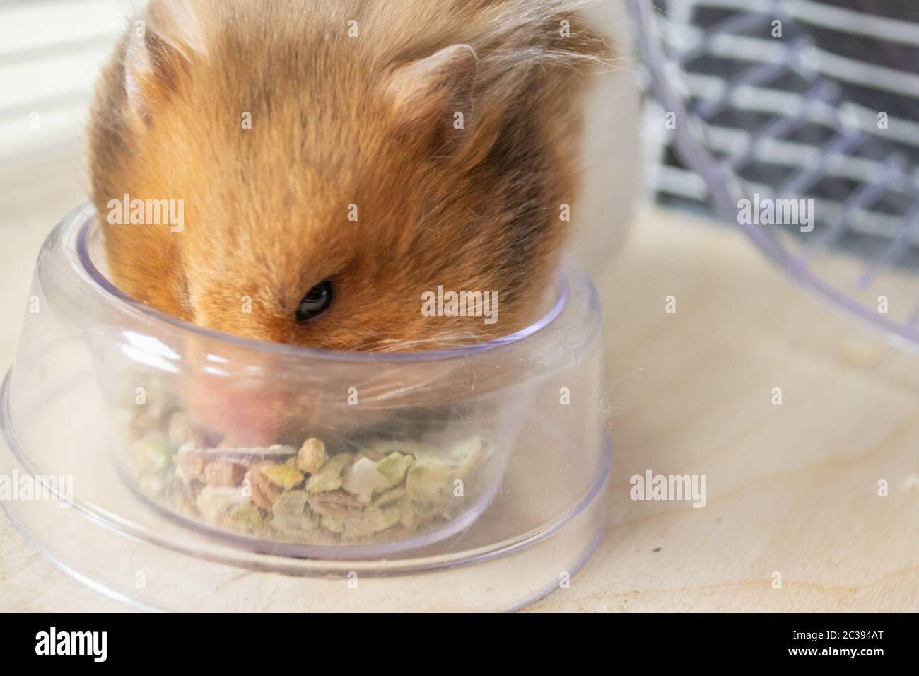 Syrian hamster eating from food bowl Stock Photo Alamy