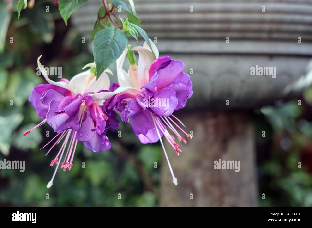 Blousy flower hires stock photography and images Alamy