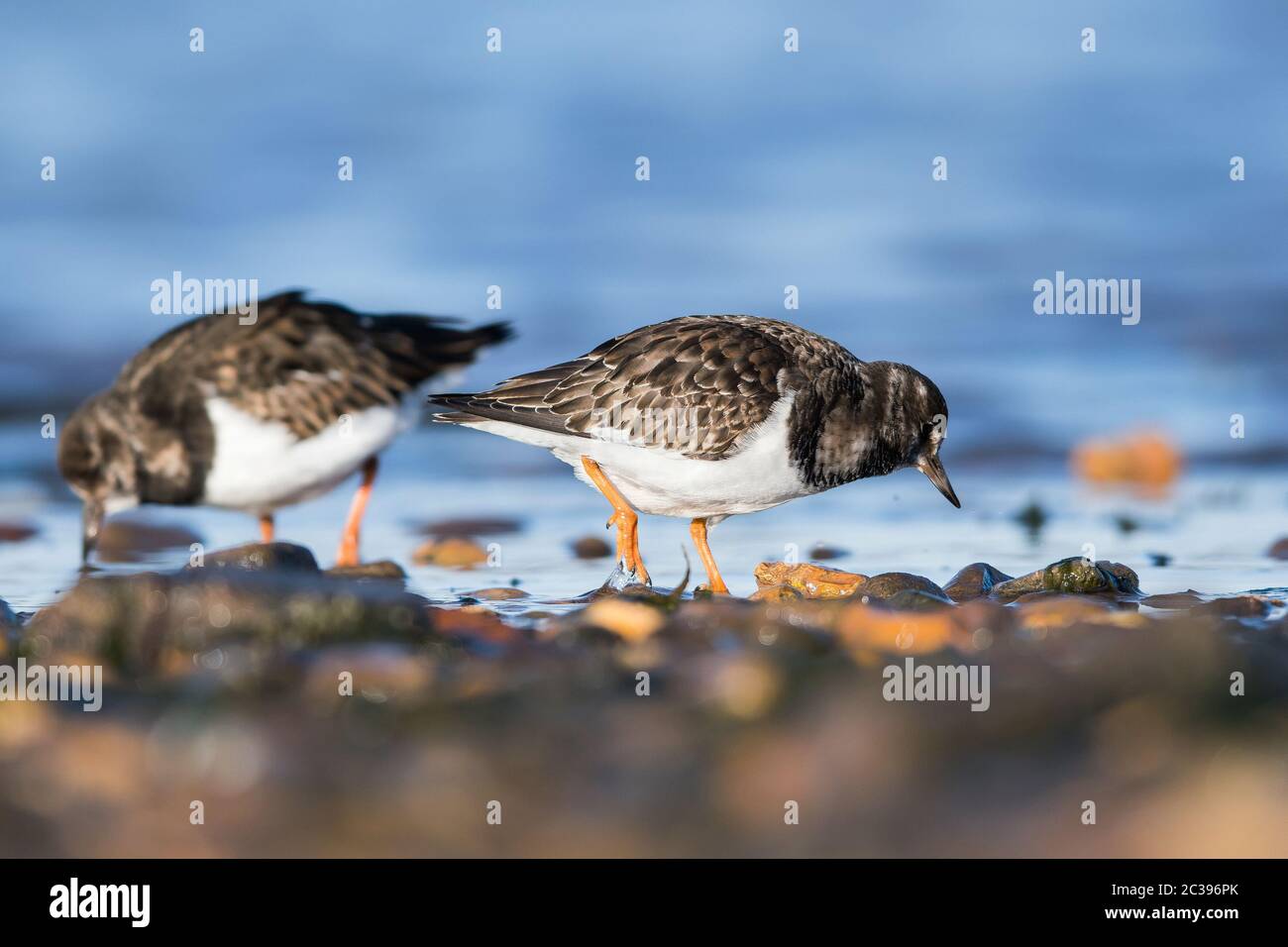 ruddy-turnstone-on-sea-hi-res-stock-photography-and-images-alamy