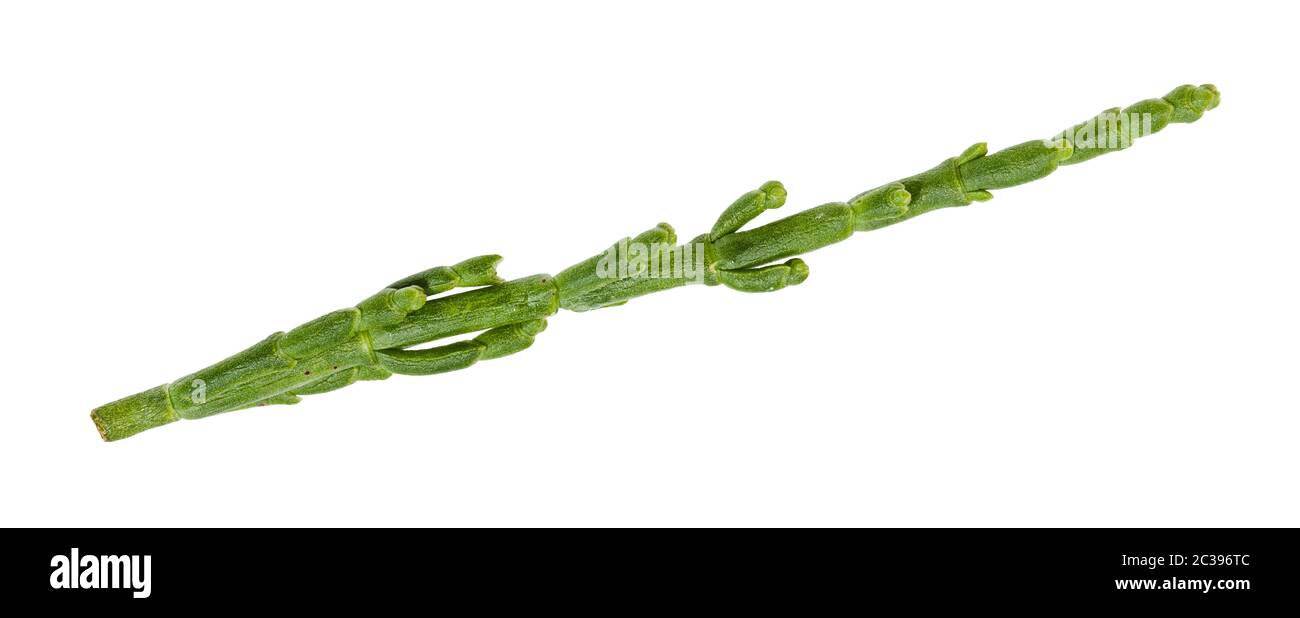 fresh twig of Salicornia (glasswort) plant isolated on white background Stock Photo