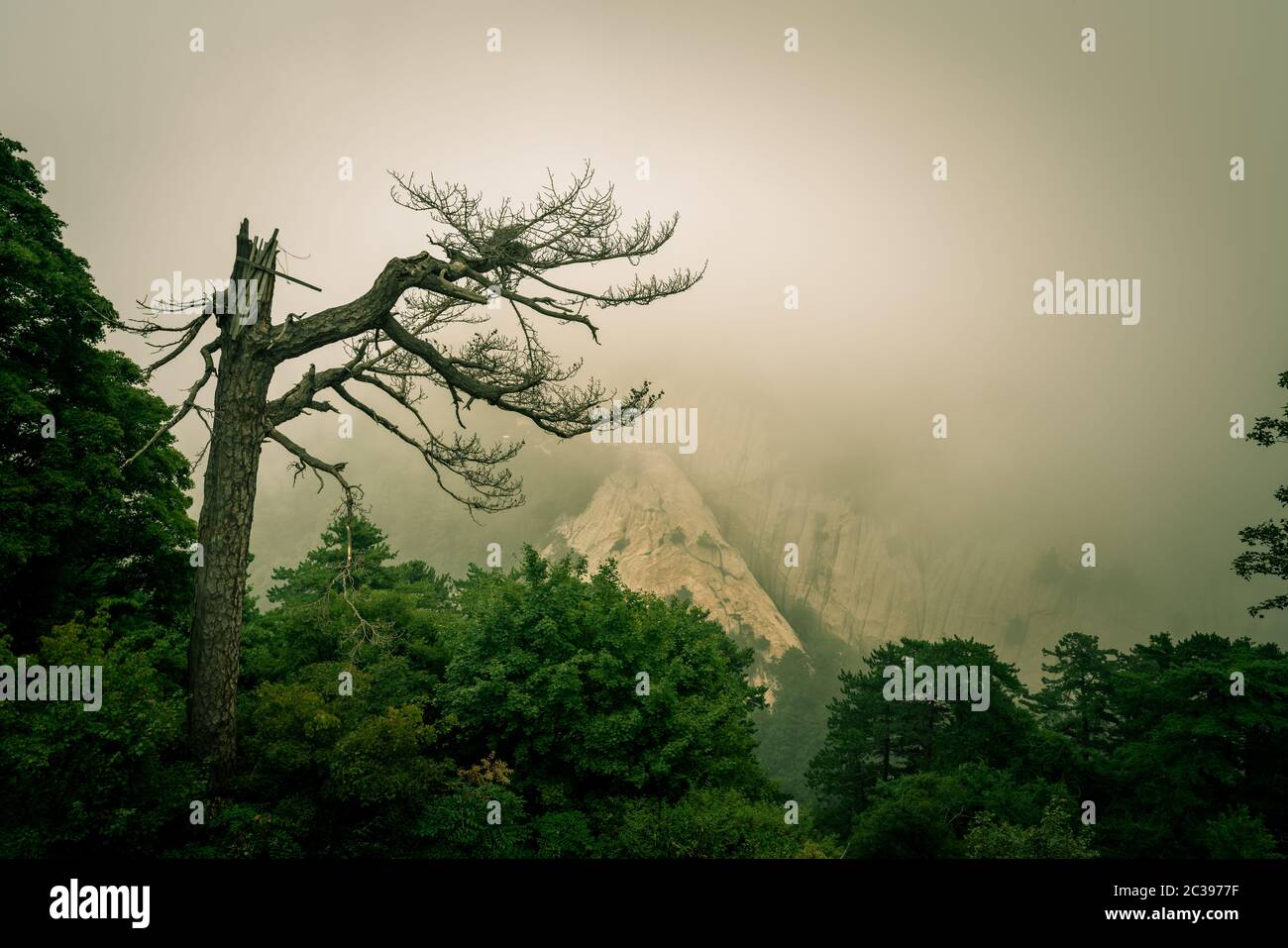 Barren tree on Hua Shan Mountain Stock Photo