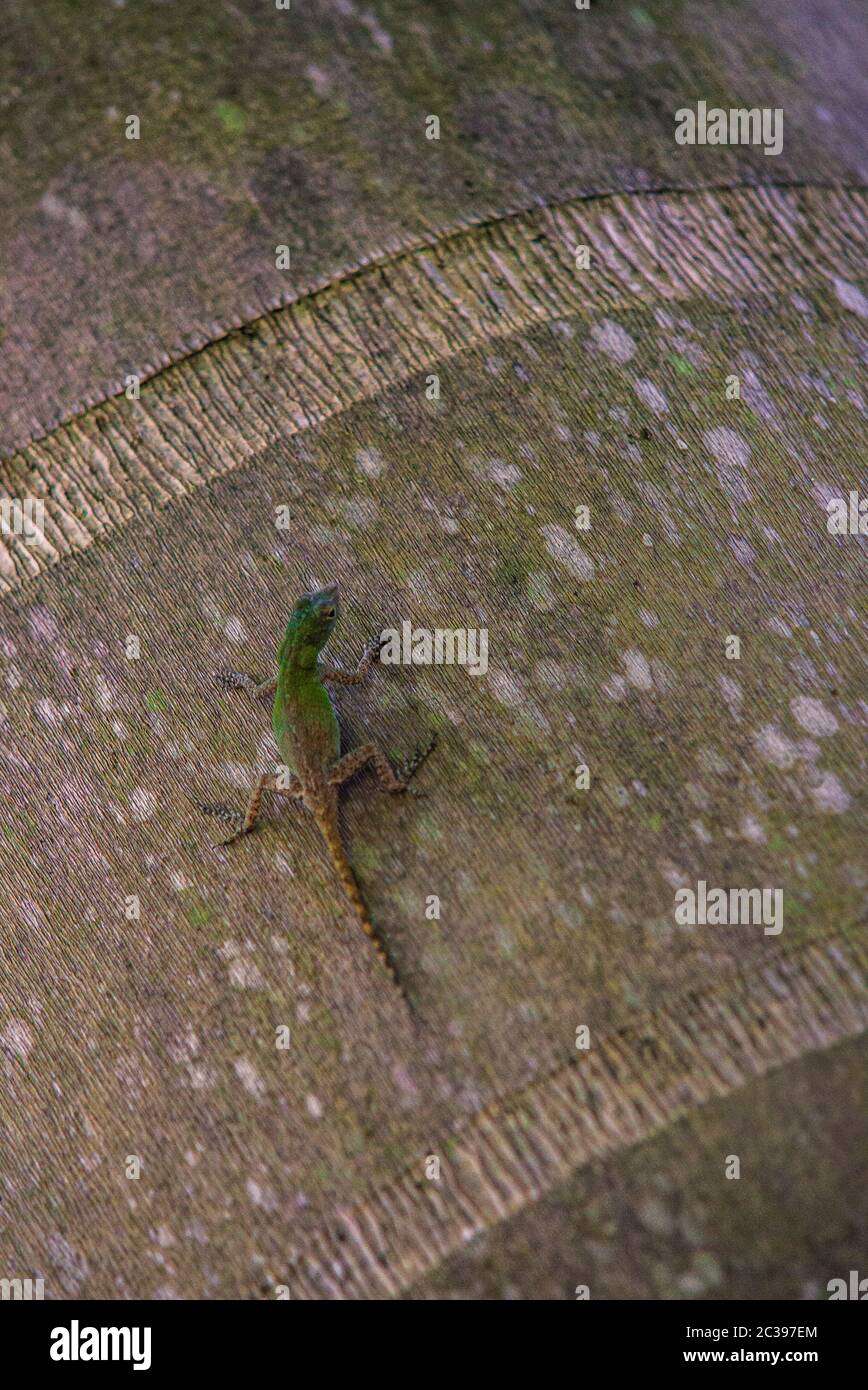Geko in nature in Dominac Republic Tropical Forest Stock Photo