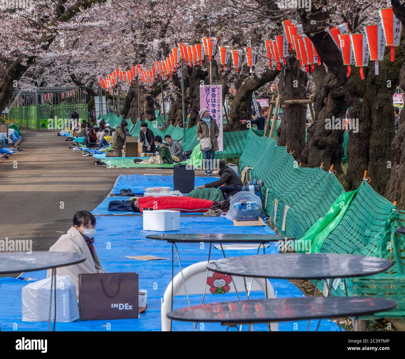 Japanese having cherry blossom viewing outdoor party picnic or hanami in Ueno Park, Tokyo, Japan. Stock Photo