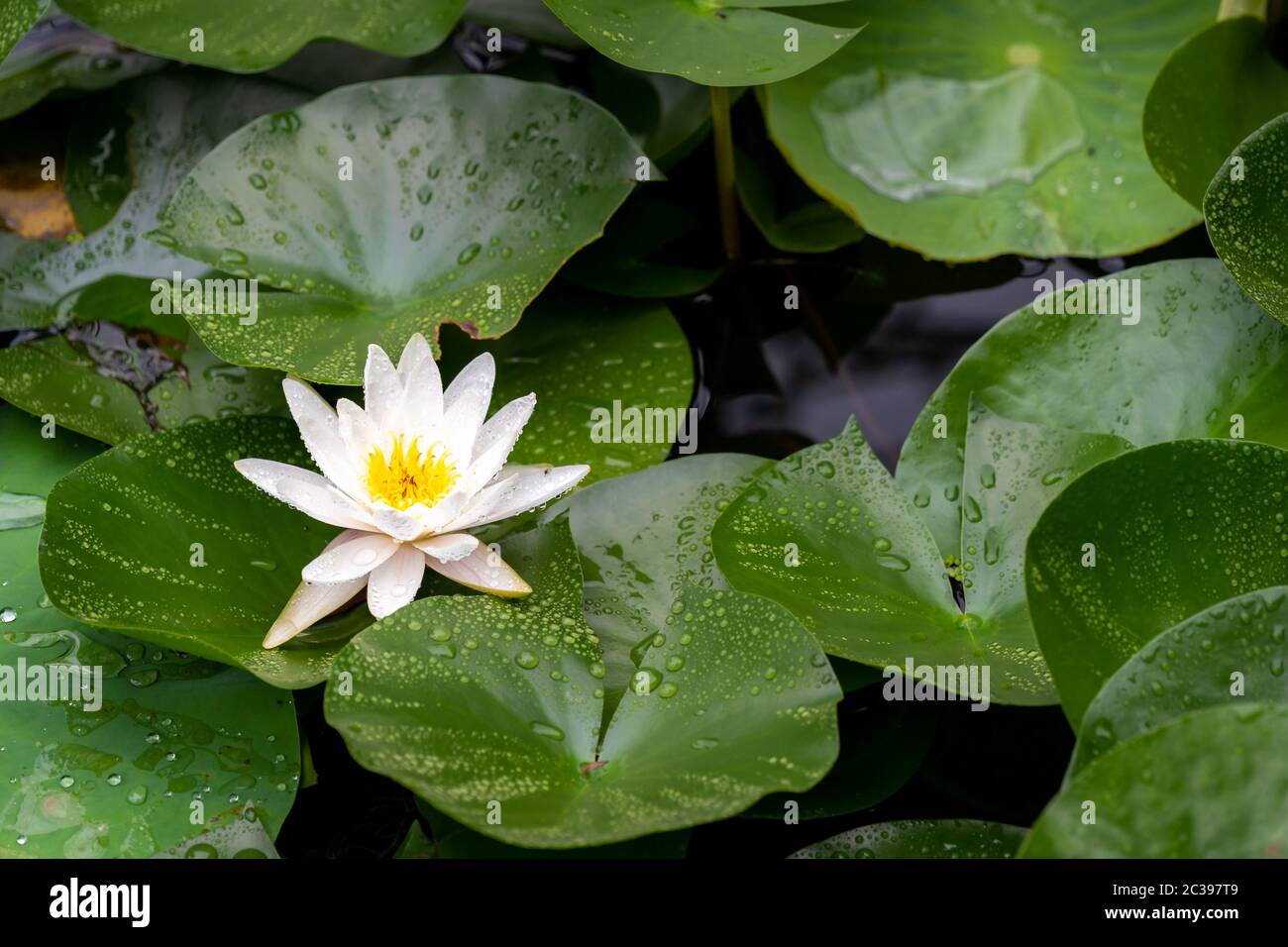 White water lily growing in a pond Stock Photo Alamy