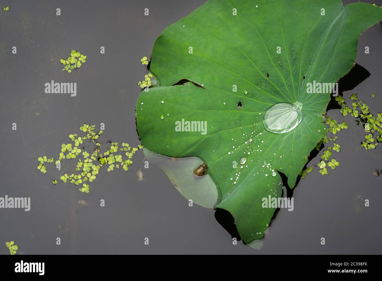 Droplets of water in the big leaf of a lotus flower Stock Photo