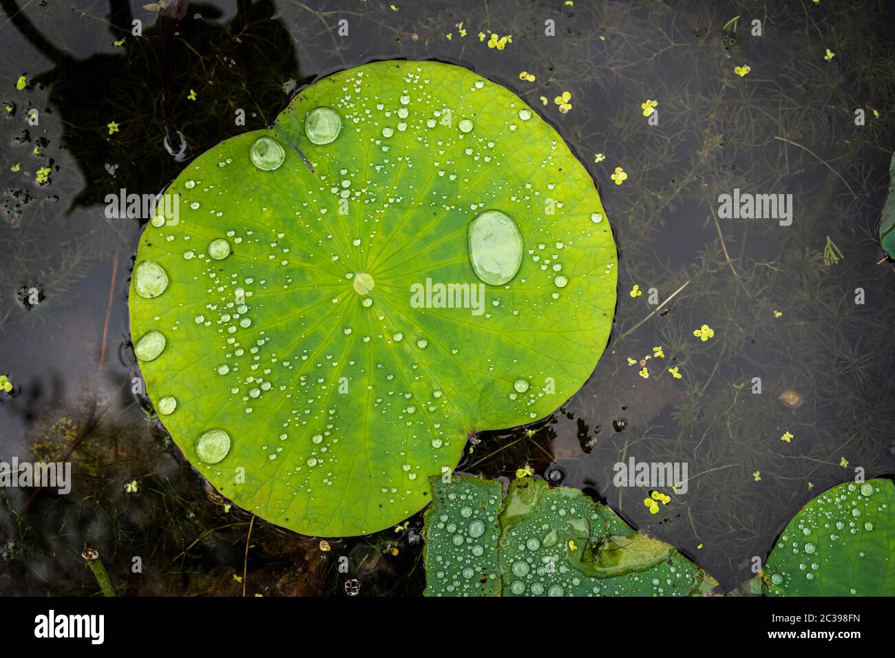 Droplets of water in the big leaf of a lotus flower Stock Photo - Alamy