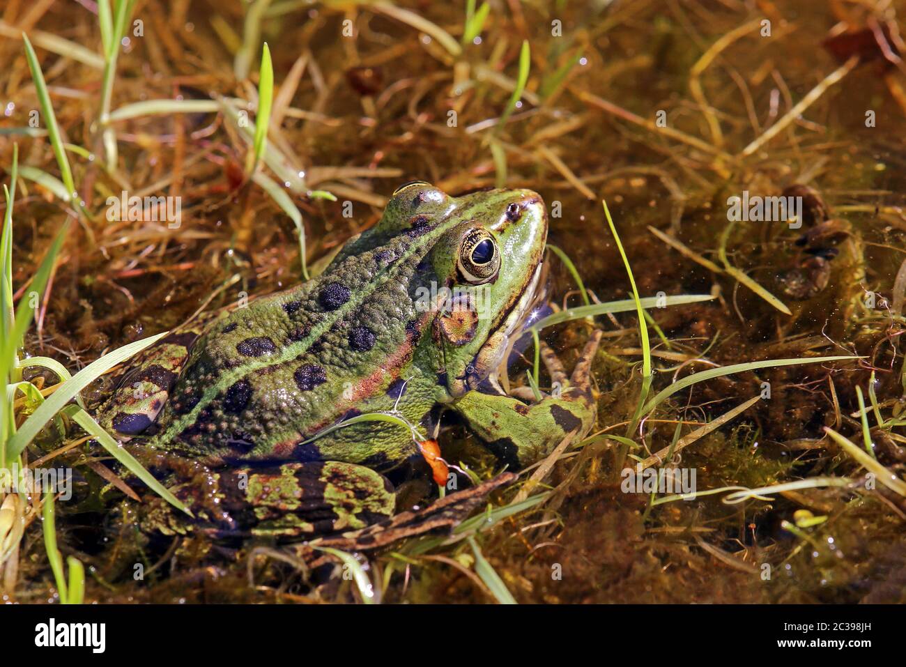 Pond frog Pelophylax esculenta sits at the edge of the water Stock Photo