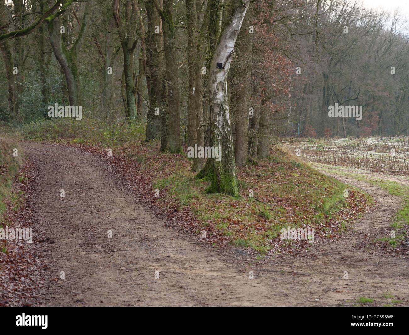 hiking in the german muensterland near reken Stock Photo - Alamy