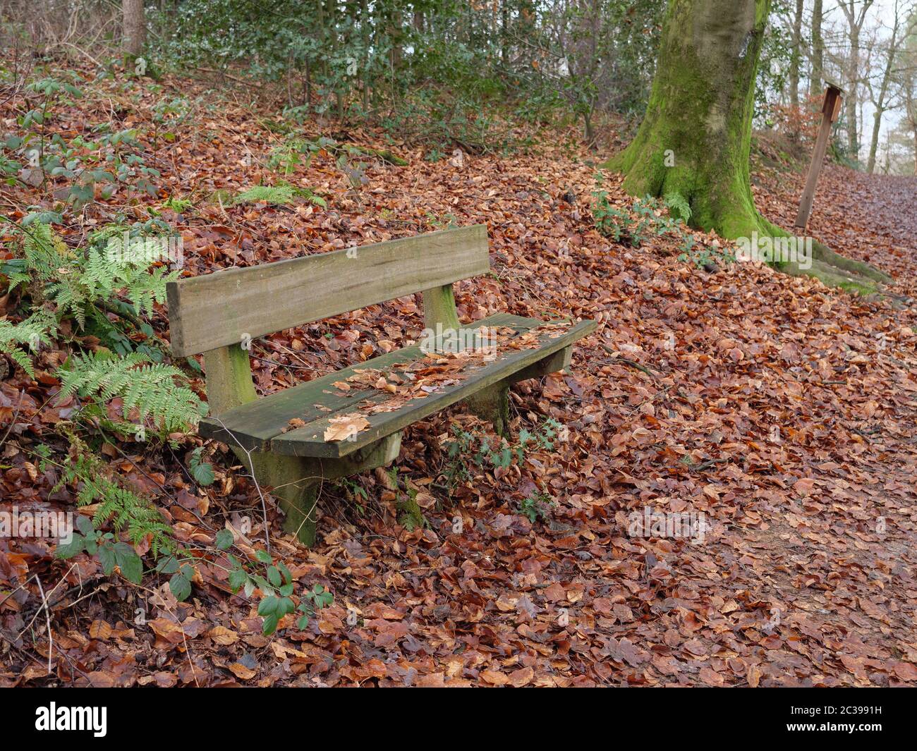 hiking in the german muensterland near reken Stock Photo - Alamy