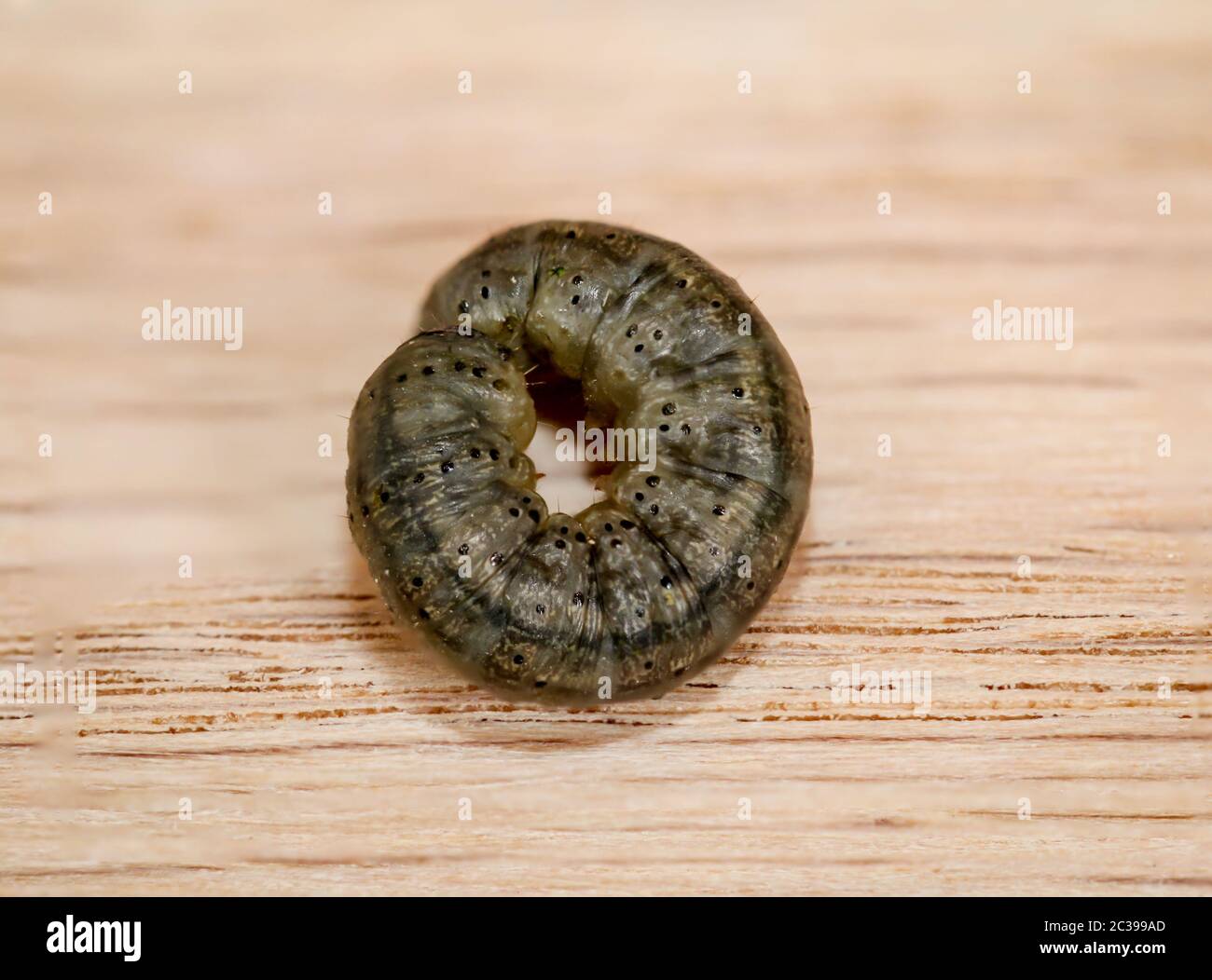 a grub, larva of a beetle on a piece of wood Stock Photo Alamy