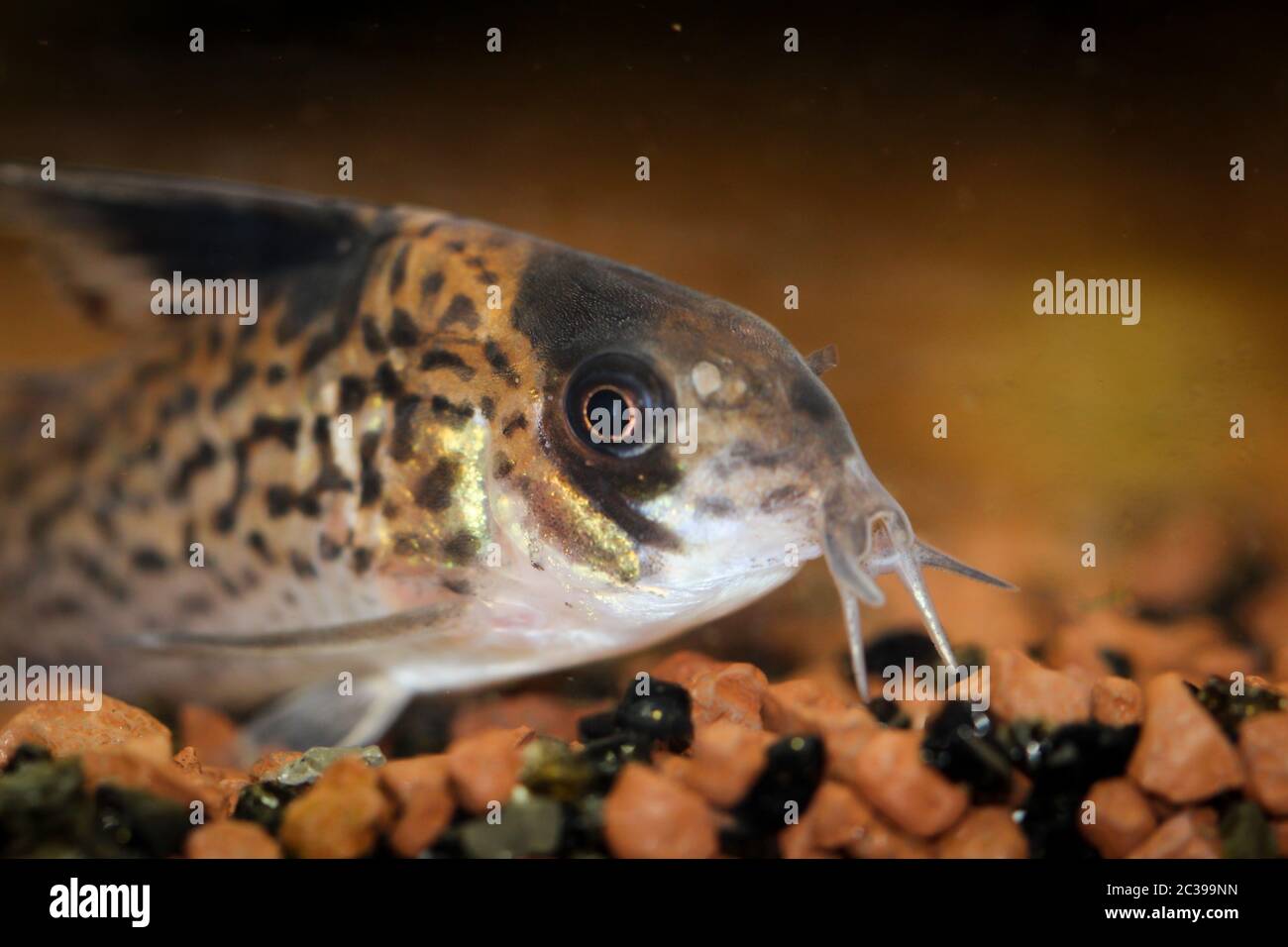 a tank catfish lies on the gravel in the aquarium Stock Photo