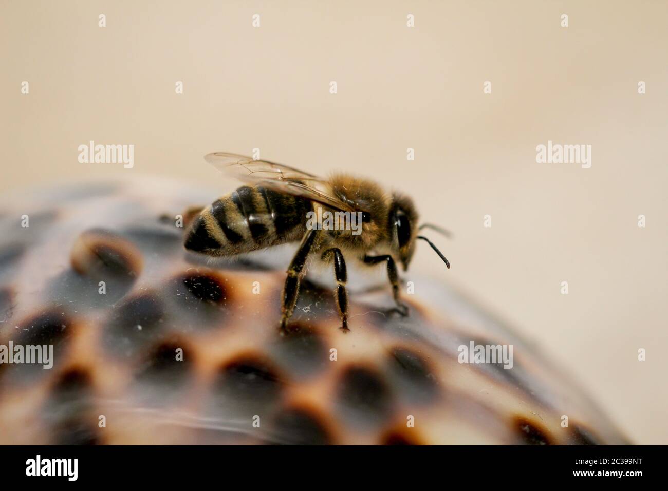 Macro, taking care of a bee, portrait of a caring bee Stock Photo - Alamy
