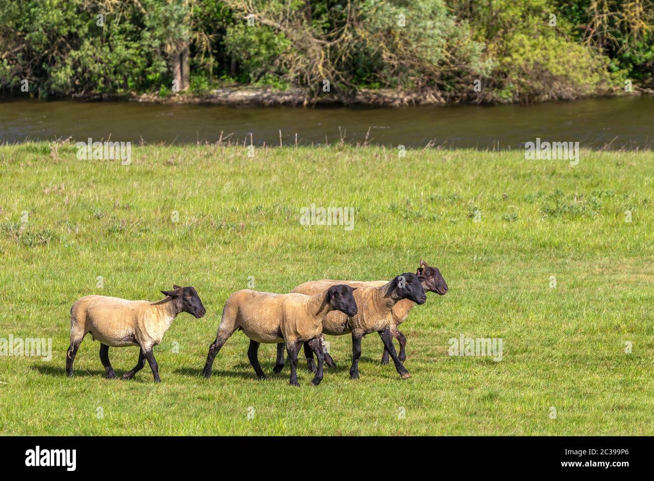 Suffolk sheep grazing on the flood plains near the river Nene, Northampton, England, UK. Stock Photo