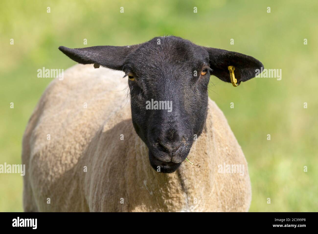 Suffolk sheep grazing on the flood plains near the river Nene, Northampton, England, UK. Stock Photo