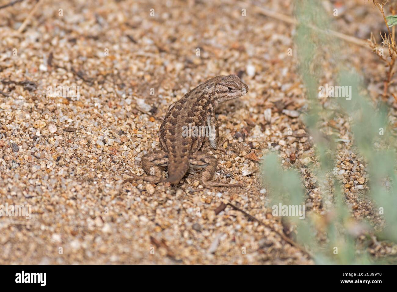Northern Side blotched Lizard in the Sagebrush in Great Basin National Park in Nevada Stock Photo