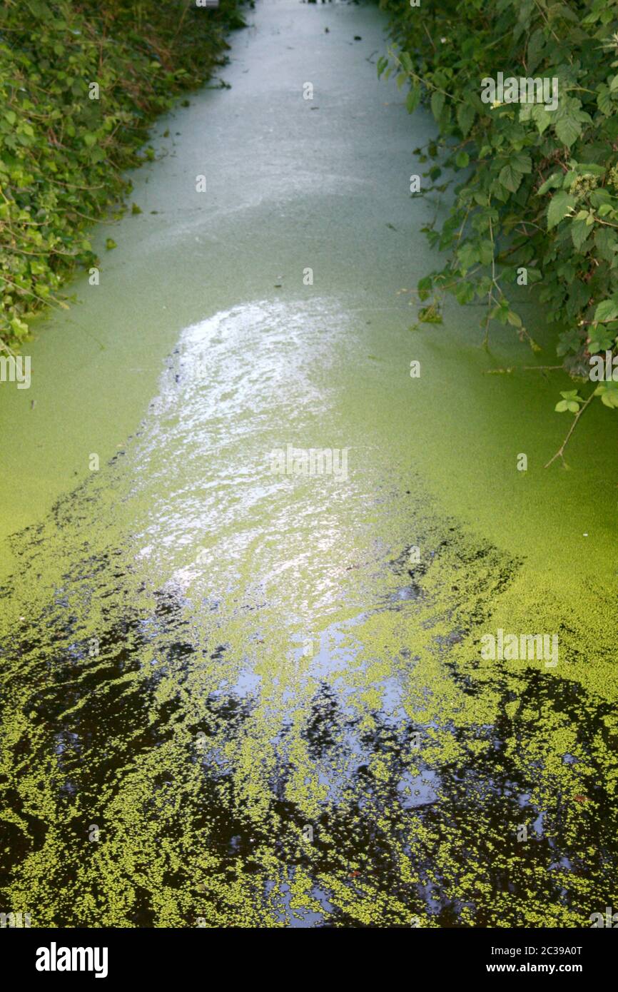 A watercourse partly covered with duckweed Stock Photo