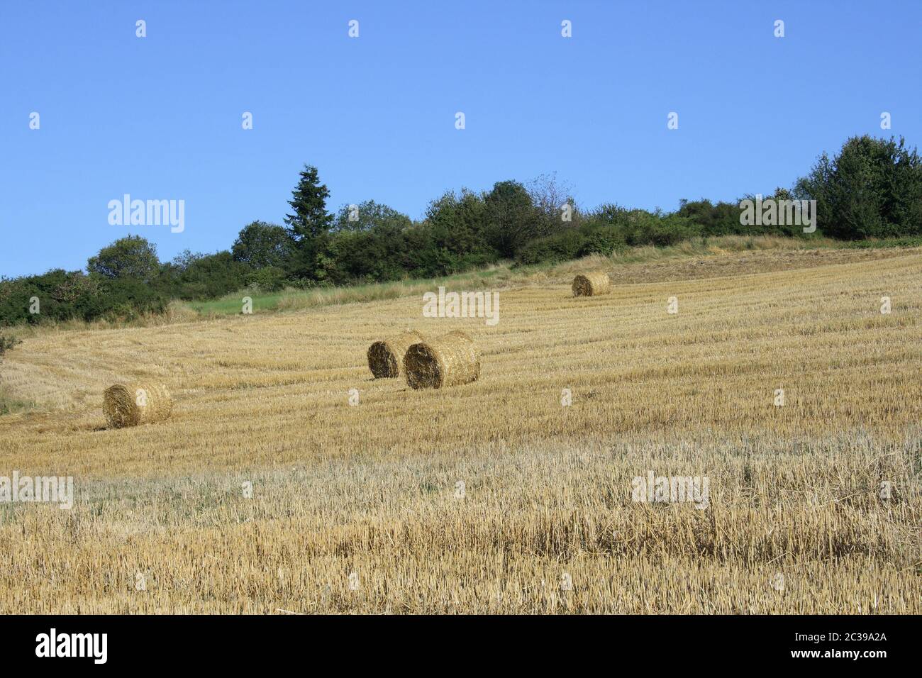 A Harvested grain field with straw rolls, forest in the background Stock Photo
