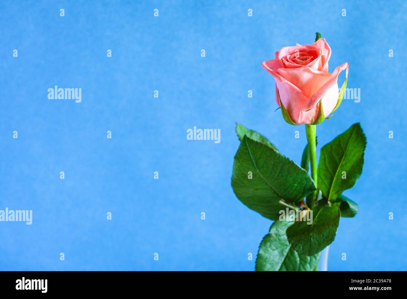 horizontal stilllife with copyspace single fresh pink rose flower in